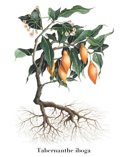 Tabernanthe iboga botanical illustration